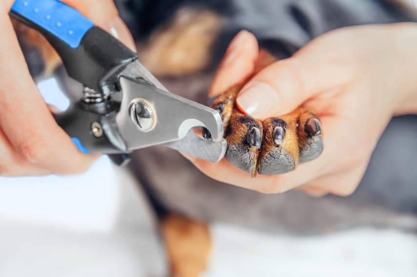 nail clippers for dogs