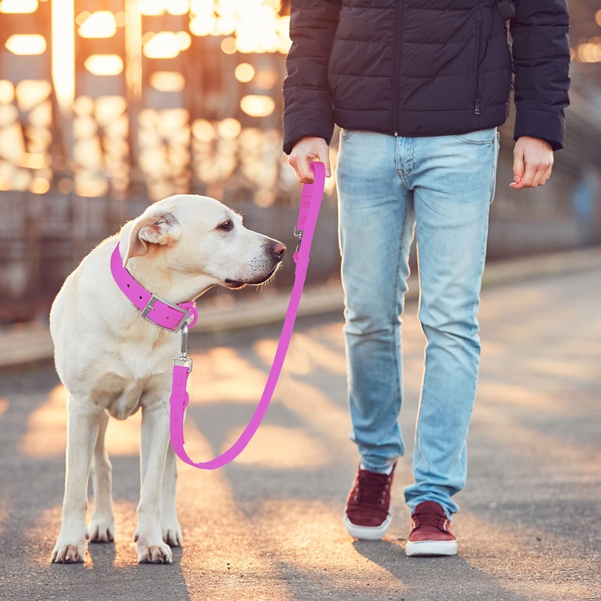 A large dog wearing a bright pink collar and leash, showcasing accessories for pets during an evening walk.