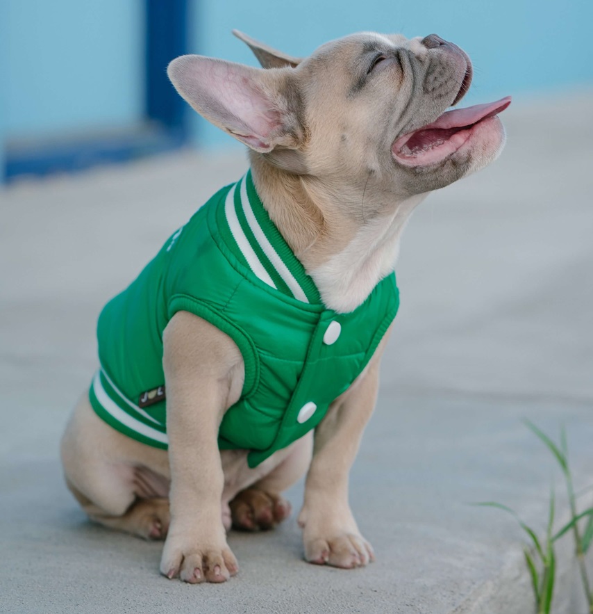 A small French Bulldog wearing a stylish green jacket, exemplifying fashionable accessories for pets.