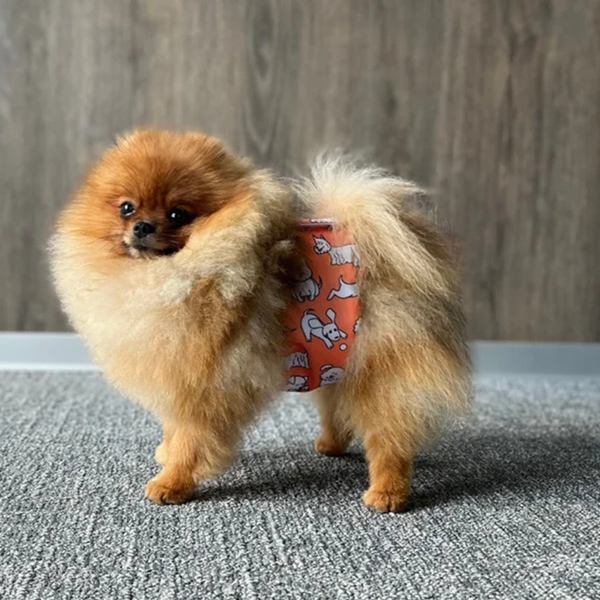 nappies and belly wraps for dogs