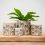 The Perfect Pot: How to Choose Containers Your Indoor Plants Will Love